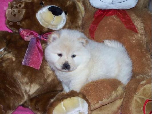 PoulaTo: Chow Chow Puppies